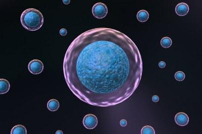 Строение ядра эукариотической клетки