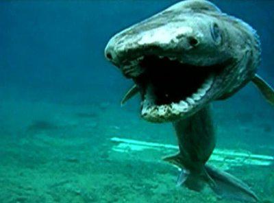 плащеносная акула необычное животное 