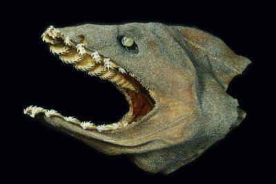 доисторическая плащеносная акула 