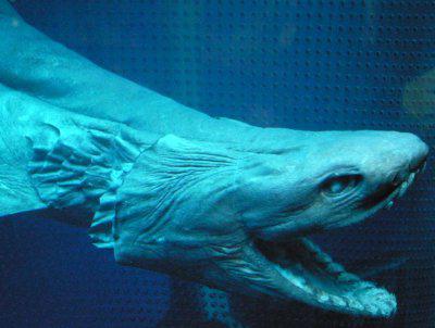 плащеносная акула доисторический реликт 