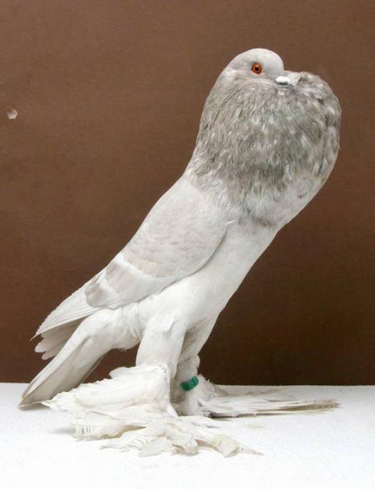 высоколетные породы голубей