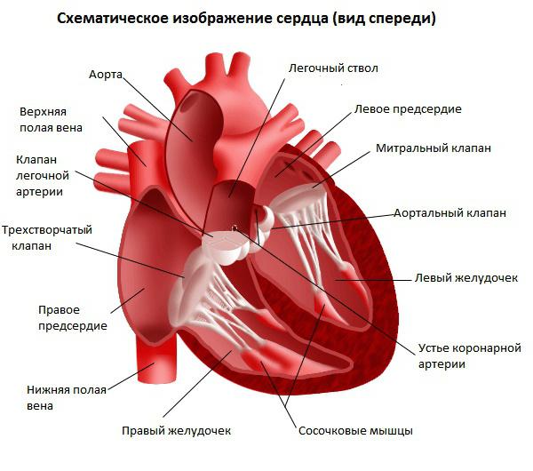 Где находится сердце у человека