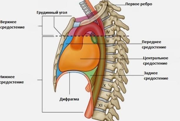 Где расположено сердце у человека