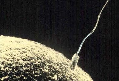 состав спермы человека