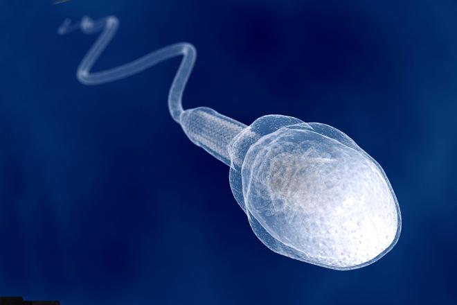 состав мужской спермы