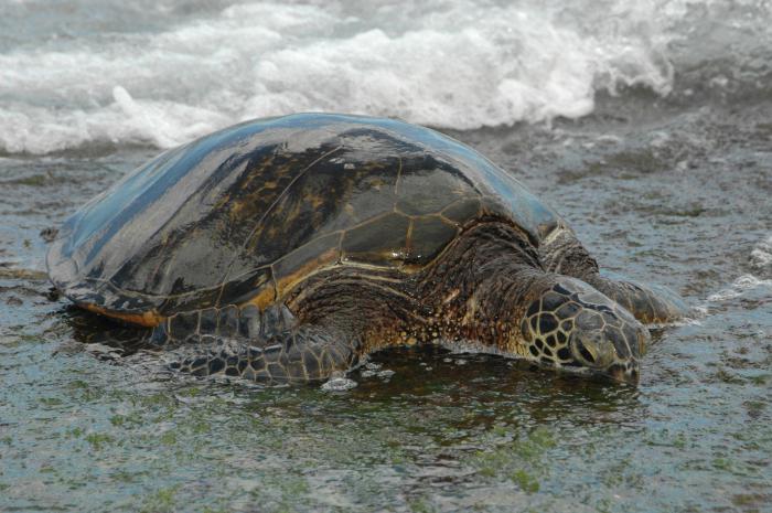 морские красноухие черепахи