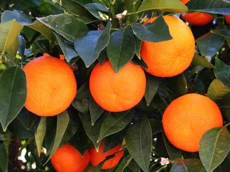 калорийность 1 апельсина