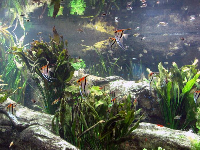 размножение скалярий в аквариуме