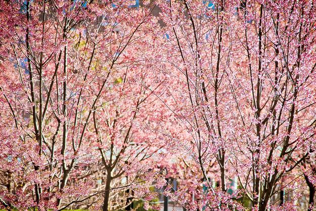 цветущее дерево сакуры