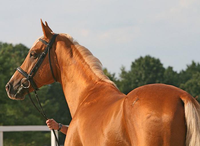 ахалтекинская порода лошадей характер 
