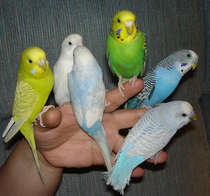 волнистые попугаи как определить возраст