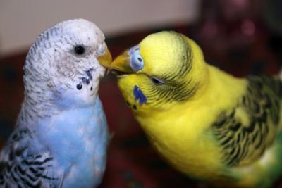 как определить пол и возраст волнистого попугая