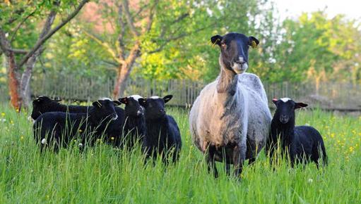 овцы романовской породы в башкирии