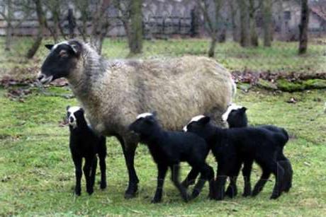 романовская порода овец отзывы 
