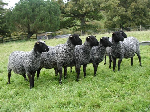 содержание овец романовской породы