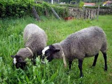 овцы романовской породы 