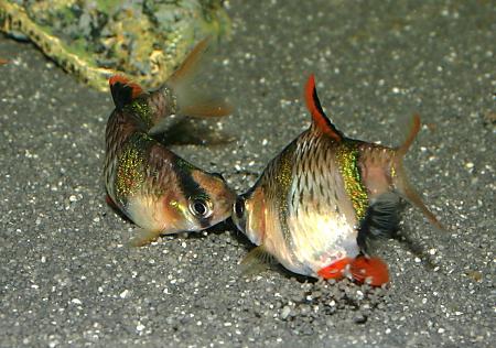 рыбка барбус суматранский