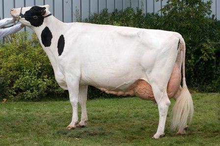 голштинская порода коров характеристика бычки