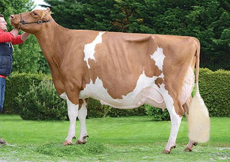 голштинская красно пестрая порода коров