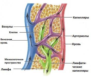 Составляющие внутренней среды организма