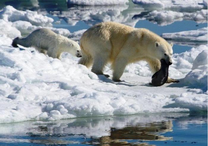 полярные медведи охотятся 