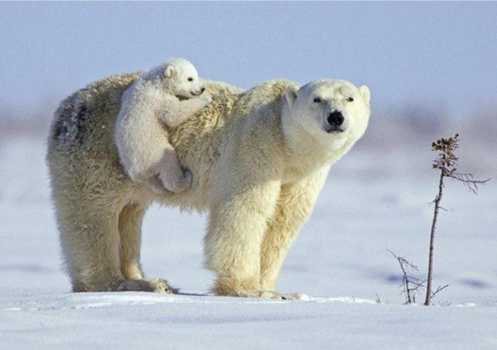 полярный белый медведь