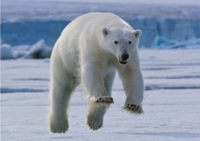 скорость полярного медведя