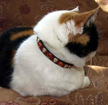 ошейник для кошки