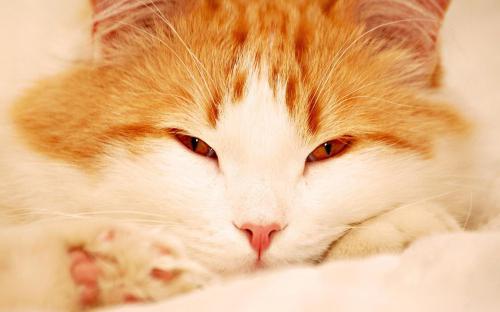 сонник к чему снится рыжий кот