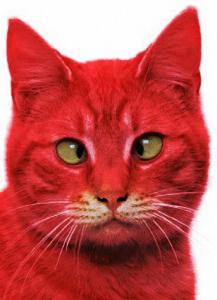 к чему снится рыжий кот в доме