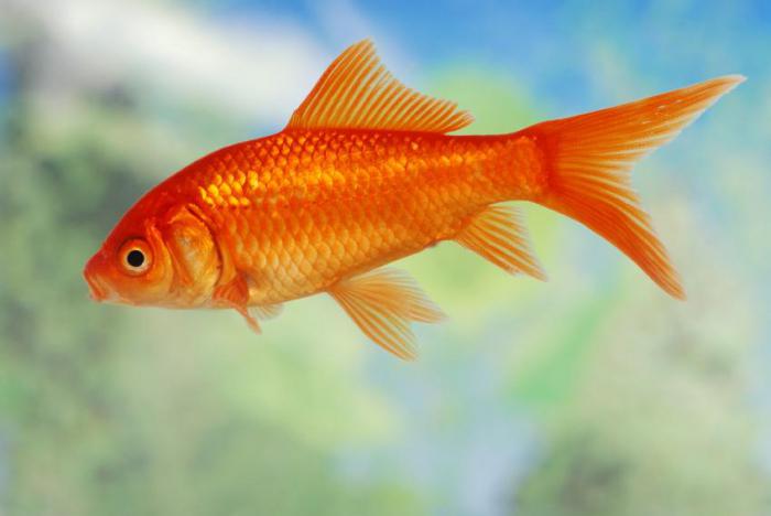 золотая рыбка в аквариуме