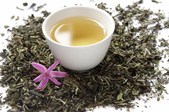 Белый чай полезные свойства