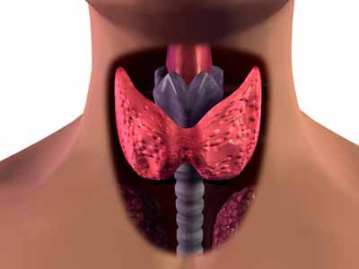 Щитовидная железа увеличена