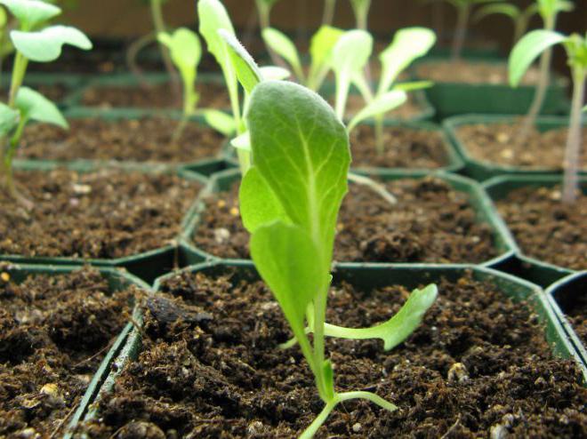применение стимуляторов роста растений 
