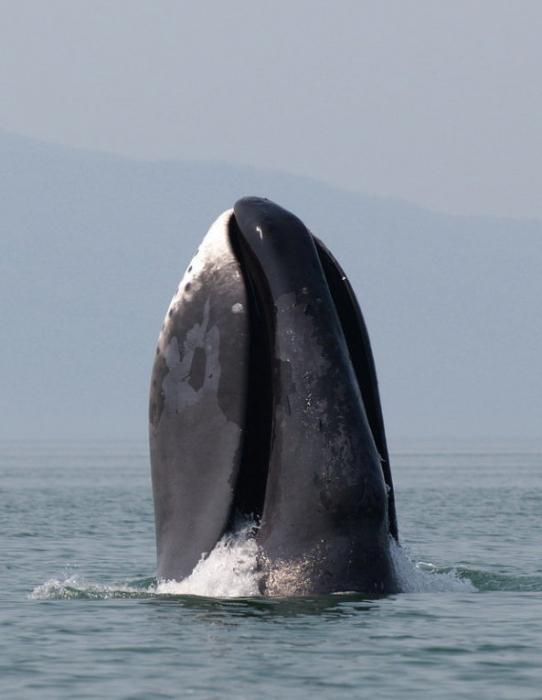 масса гренландского кита слона носорога 