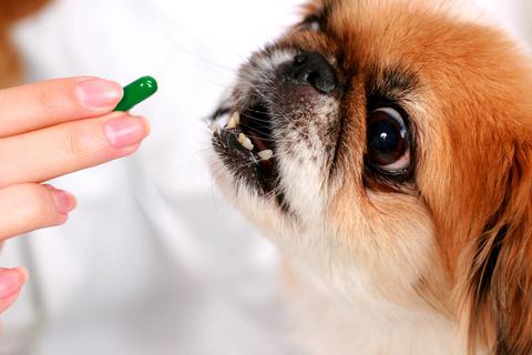 витамины канина для собак