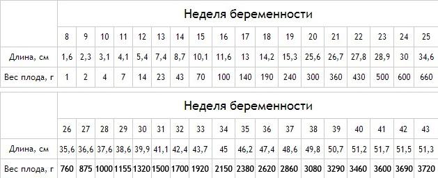 эмбрион 16 недель развитие