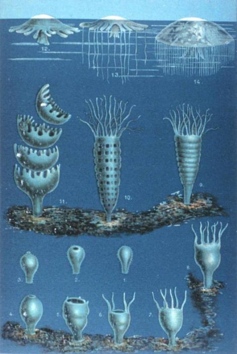 Бессмертная медуза turritopsis nutricula единственное бессмертное существо