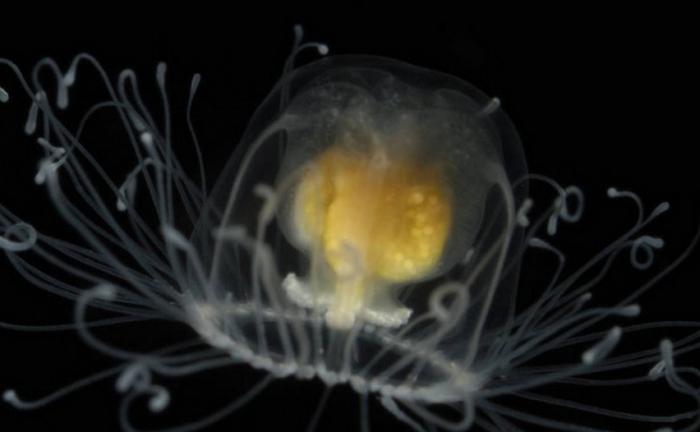бессмертная медуза turritopsis 