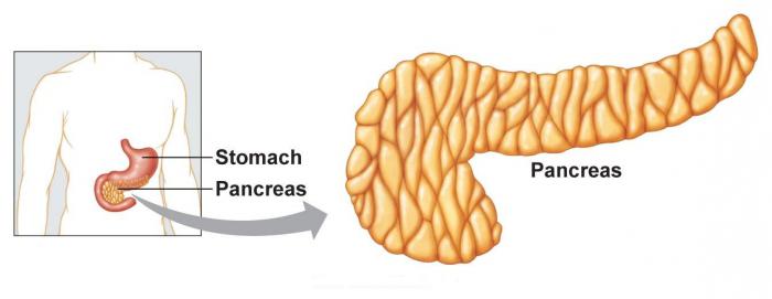 Поджелудочная железа, диета, меню