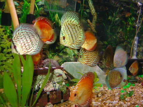аквариумные рыбки дискусы содержание 