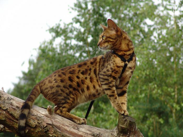 бенгальская кошка домашняя фото