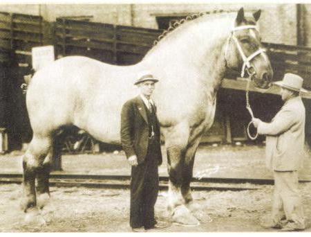 самая большая лошадь в мире 1928