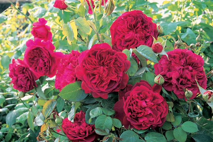 пионовидные розы сорта