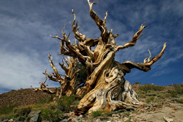 самое старое дерево в мире