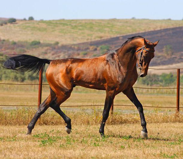 Ахалтекинская лошадь фото