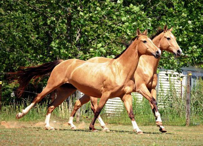 Выращивание ахалтекинских лошадей