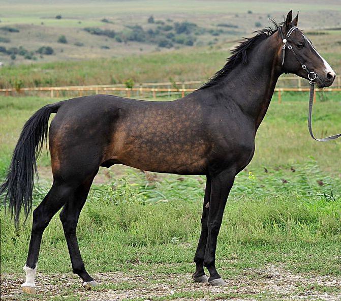 Чистокровная ахалтекинская лошадь