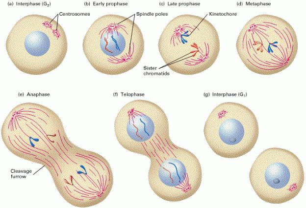 фазы жизненного цикла клетки
