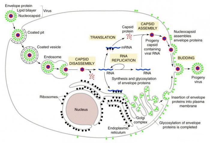 жизненный цикл клетки